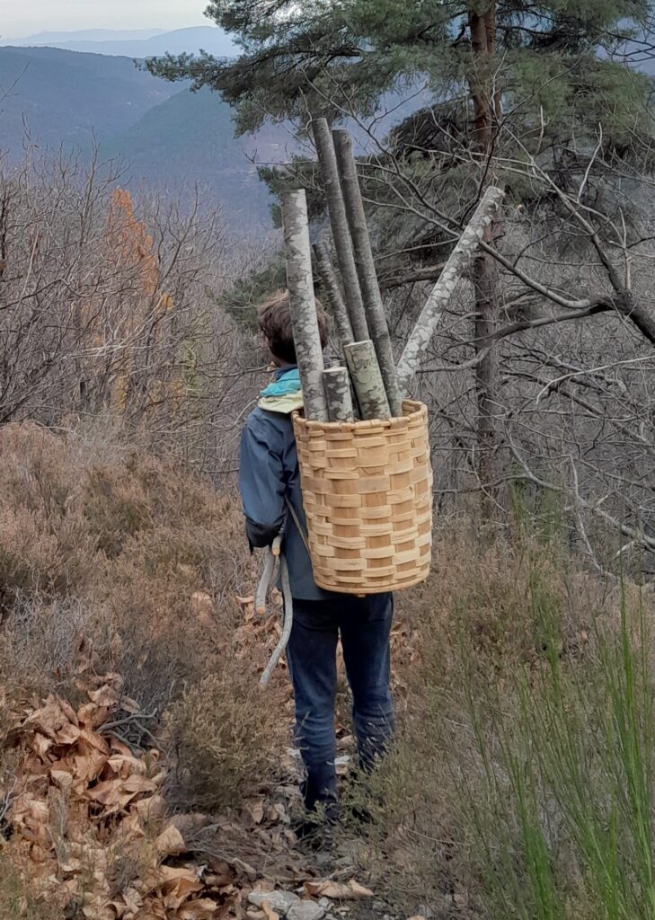 récolte le vannier récolte des branches de châtaignier dans la foret